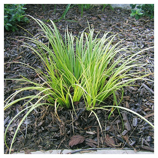 Japanese Sweet Flag - Acorus gramineus 'Ogon'