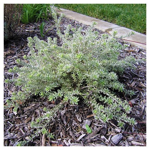 Variegated Coast Rosemary  - Westringia fruticosa 'Morning Light