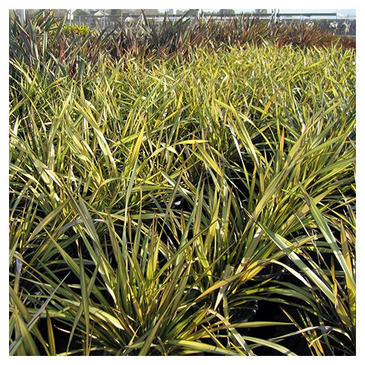 New Zealand Flax  - Phormium Yellow Wave