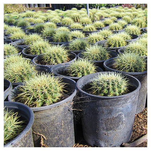 Golden Barrel Cactus  - Echinocactus grusonii