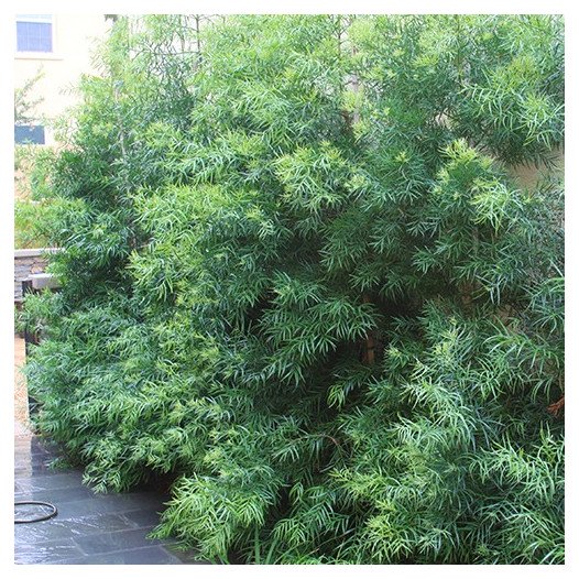 Fern Pine - Podocarpus Gracilior