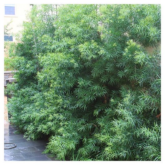 Fern Pine  - Podocarpus Gracilior