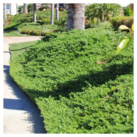 myoporum ground cover varieties