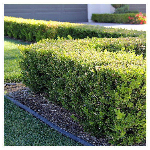 Japanese Boxwood  - Buxus Microphylla Japonica