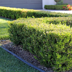 Japanese Boxwood - Buxus Microphylla Japonica