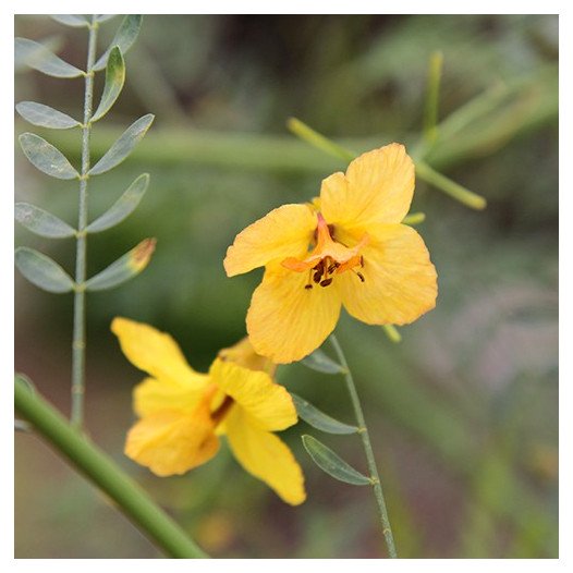 Palo Verde  - Cercidium x Desert Museum