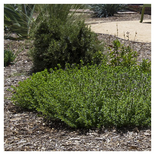 Creeping Thyme  - Thymus serpyllum