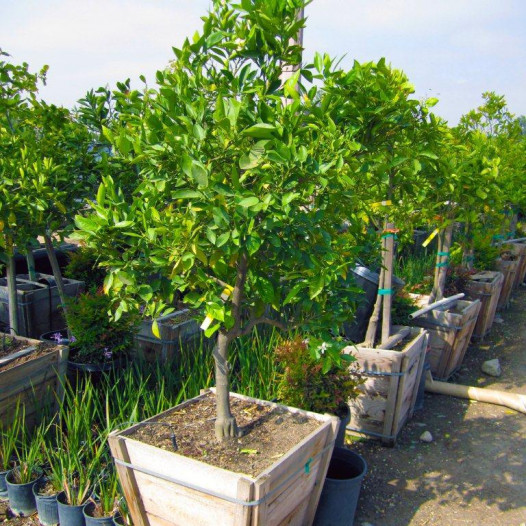 Washington Navel Orange Tree - Semi Dwarf  - Citrus sinensis Washington