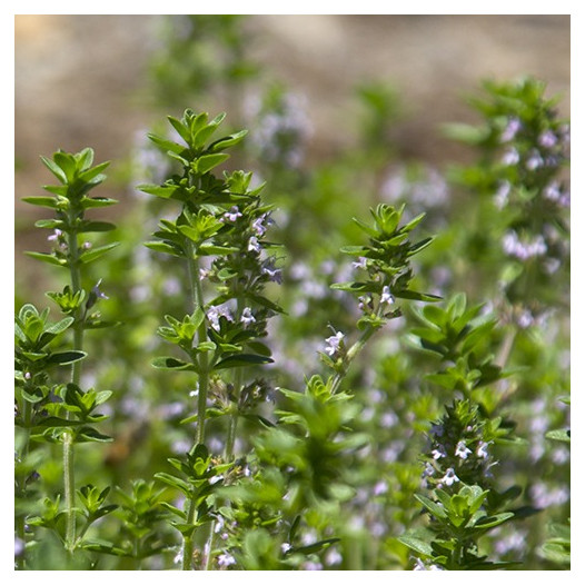 Creeping Thyme  - Thymus serpyllum