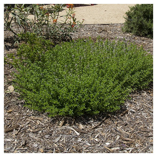 Creeping Thyme  - Thymus serpyllum