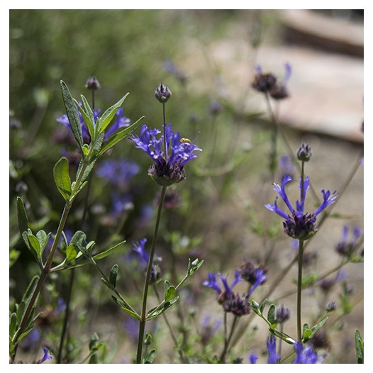 Cleveland Sage - Salvia clevelandii