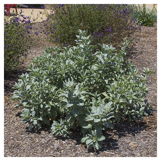 White Sage  - Salvia apiana