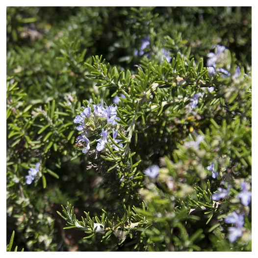 Prostrate Rosemary  - Rosmarinus officinalis Prostratus