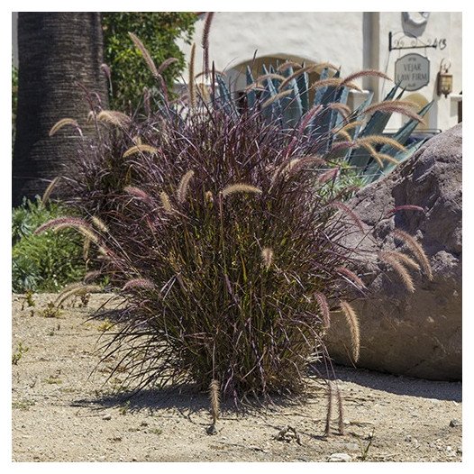 Red Fountain Grass  - Pennisetum setaceum 'Rubrum'