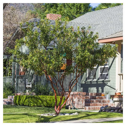 Marina Strawberry Tree - Arbutus Marina