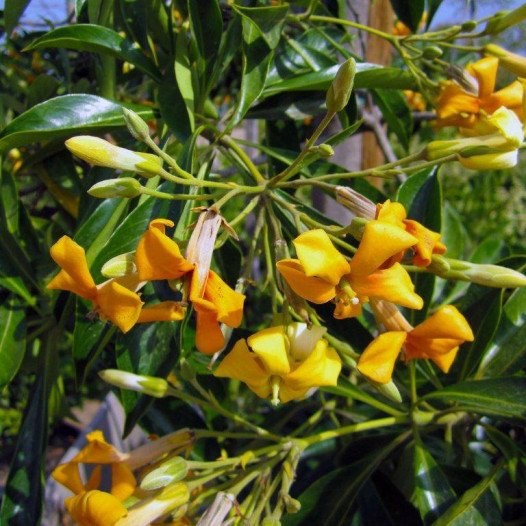 Sweetshade Tree - Hymenosporum Flavum