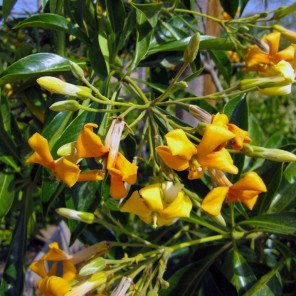 Sweetshade Tree - Hymenosporum Flavum