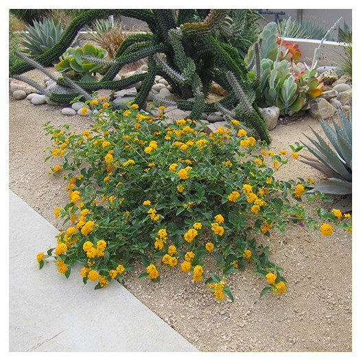 New Gold Lantana  - Lantana montevidensis New Gold