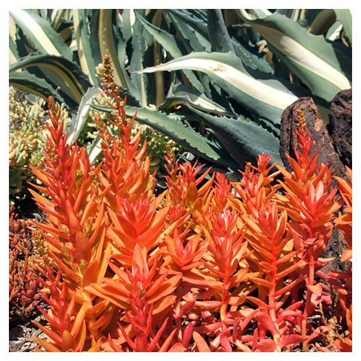 Campfire Crassula - Crassula capitella 'Campfire'