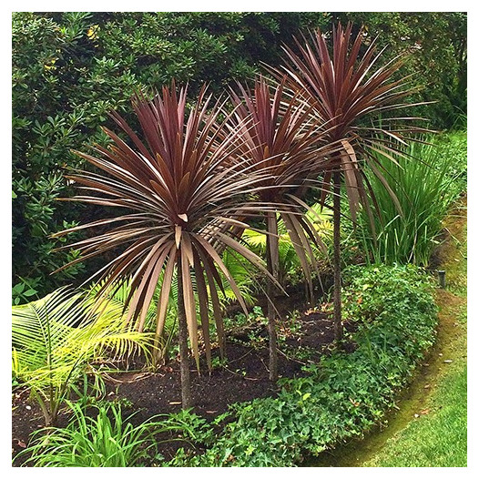 Red Grass Palm  - Cordyline australis 'Dark Star'