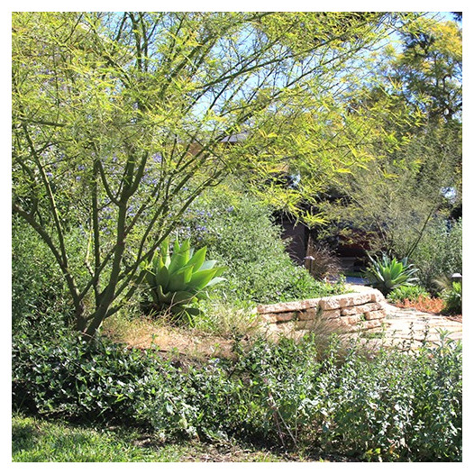 Palo Verde  - Cercidium x Desert Museum