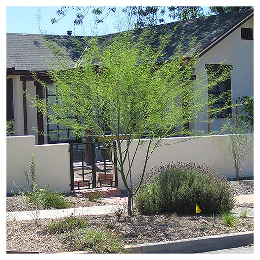 Palo Verde  - Cercidium x Desert Museum