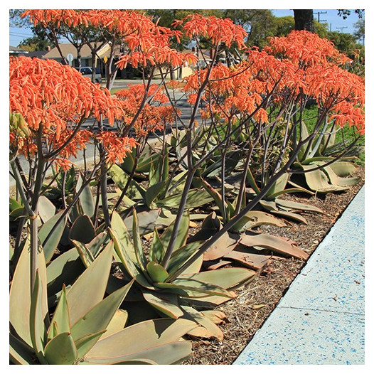 Coral Aloe  - Aloe striata