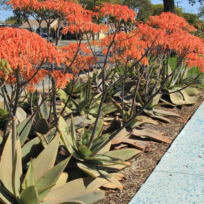 Coral Aloe - Aloe striata