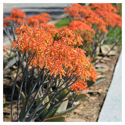 Coral Aloe  - Aloe striata