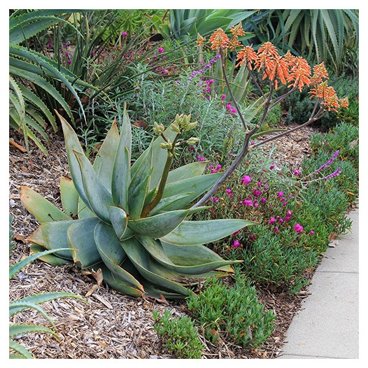 Coral Aloe  - Aloe striata