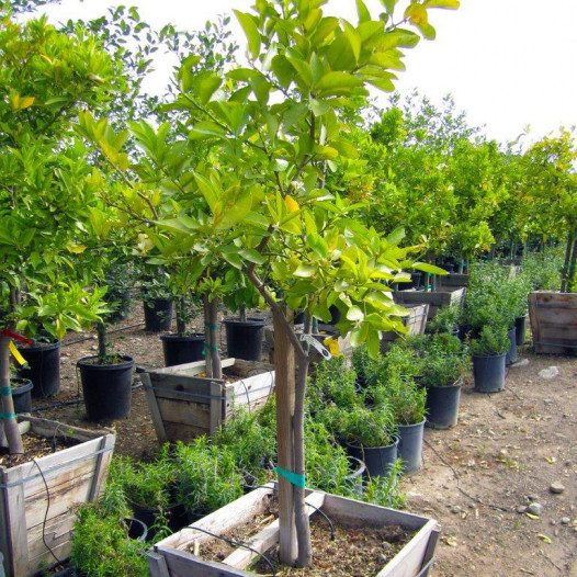 Bearss Lime Tree  - Citrus latifolia