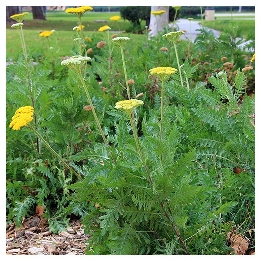 Fern Leaf Yarrow  - Achillea filipendulina