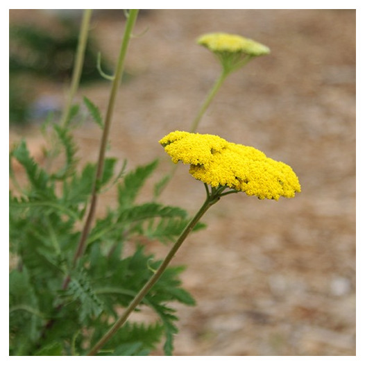 Fern Leaf Yarrow  - Achillea filipendulina