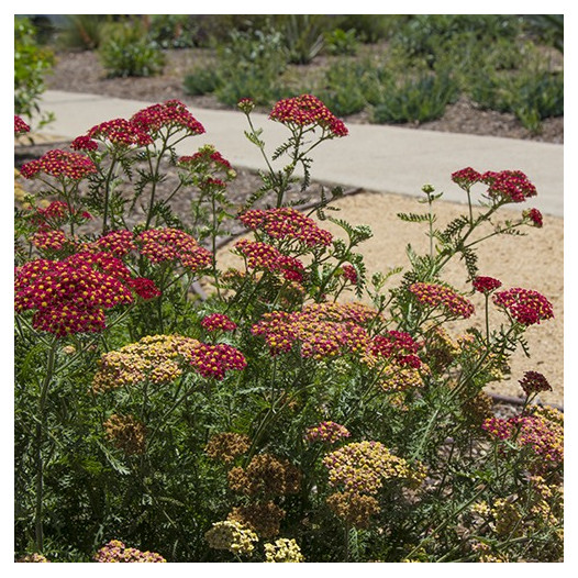 Paprika Common Yarrow  - Achillea millefolium 'Paprika'