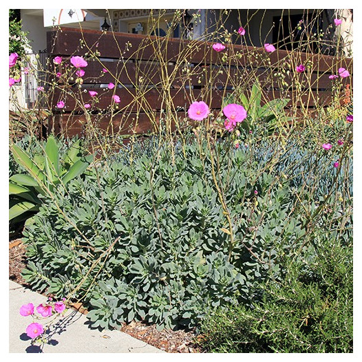 Rock Purslane  - Calandrinia spectabilis