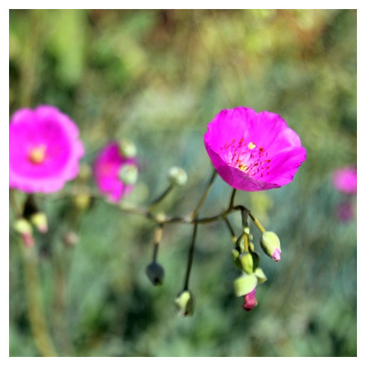 Rock Purslane  - Calandrinia spectabilis