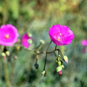 Rock Purslane - Calandrinia spectabilis