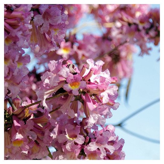 Pink Trumpet Tree - Tabebuia impetiginosa