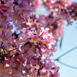 Pink Trumpet Tree - Tabebuia impetiginosa