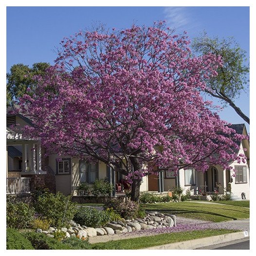 Pink Trumpet Tree  - Tabebuia impetiginosa