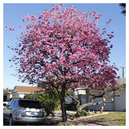 Pink Trumpet Tree - Tabebuia impetiginosa