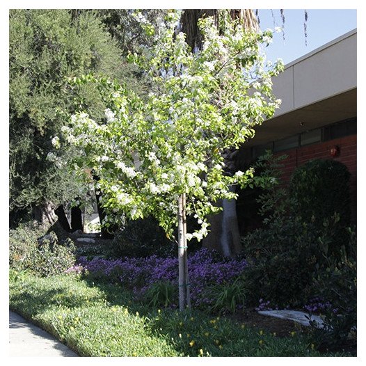 Evergreen Pear - Pyrus kawakamii