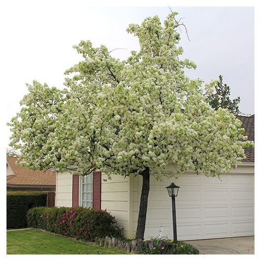 Evergreen Pear - Pyrus kawakamii