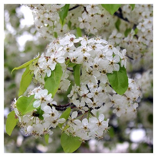 Evergreen Pear  - Pyrus kawakamii