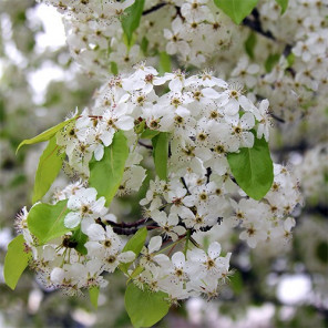 Evergreen Pear - Pyrus kawakamii