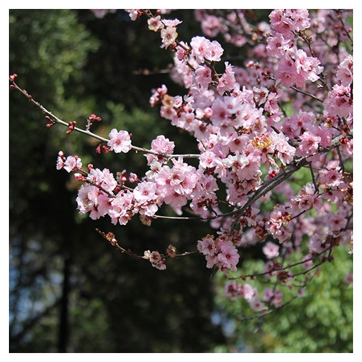 Purple Leaf Plum - Prunus cerasifera 'Krauter Vesuvius'