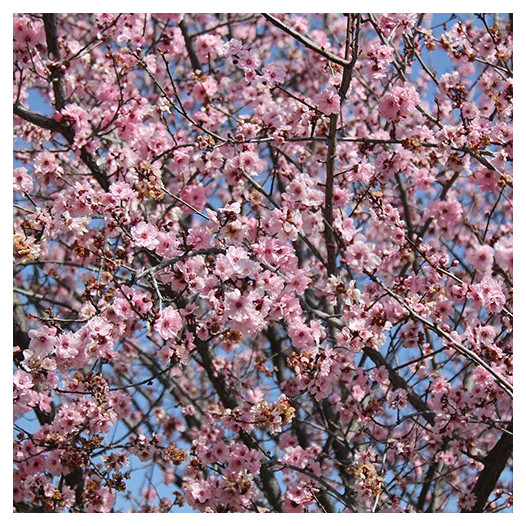 Purple Leaf Plum - Prunus cerasifera 'Krauter Vesuvius'