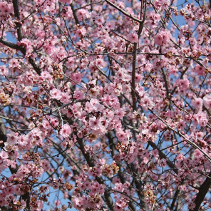 Purple Leaf Plum - Prunus cerasifera 'Krauter Vesuvius'