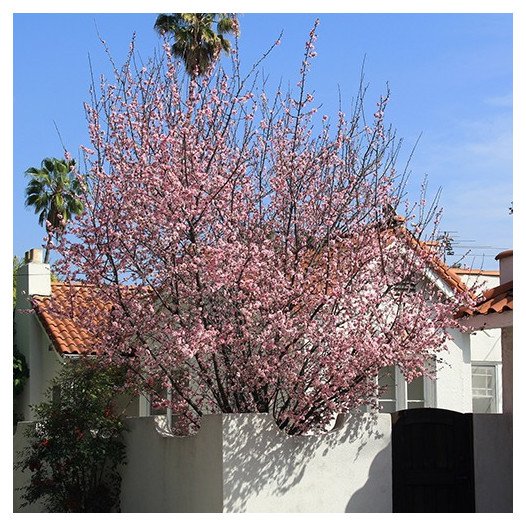 Purple Leaf Plum - Prunus cerasifera 'Krauter Vesuvius'