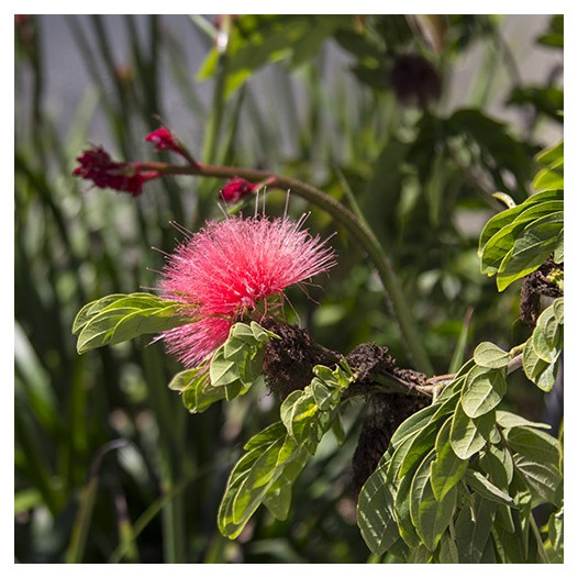 Pink Powder Puff  - Calliandra haematocephala